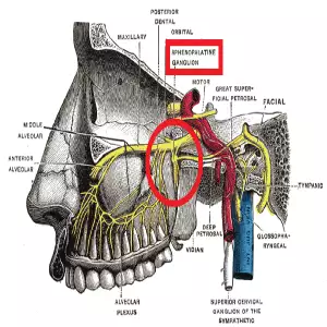 Sphenopalatine ganglion